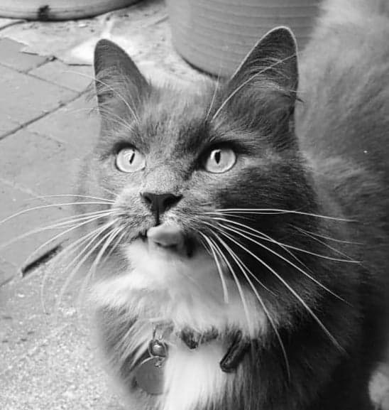 toby-image